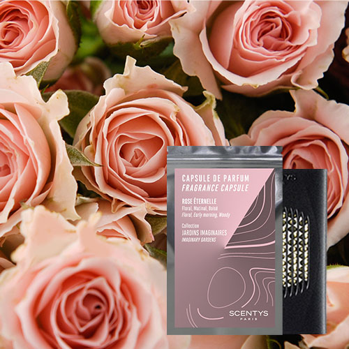 Capsule parfum Rose éternelle