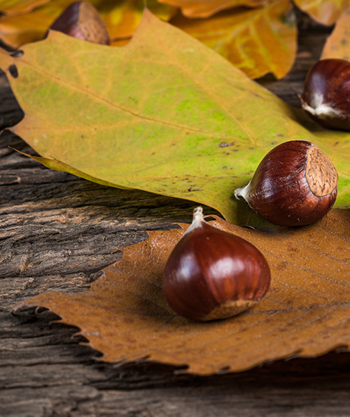 Parfum Santal d'automne